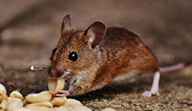 24 Hour & Emergency Exterminators in Uniondale, NY